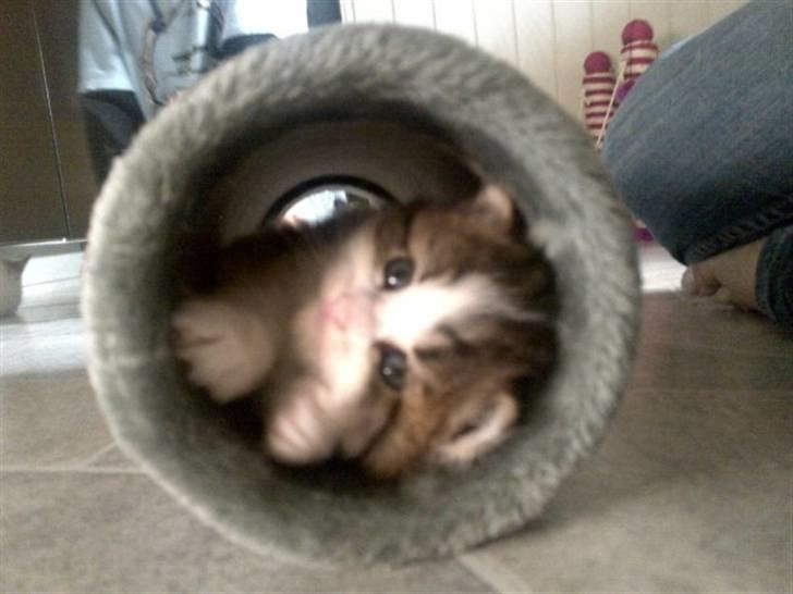 Blanding af racer Felix - Stadig i trygge rammer hjemme ved missemor :) billede 1