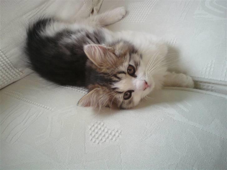 Blanding af racer Felix - Første dag hjemme ved min nye familie, er lidt usikker, men hvis de bare lader mig ligge er jeg godt tilpas :) billede 2