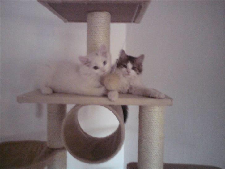 Blanding af racer Felix - Hygge på vores kradsetræ :) billede 3