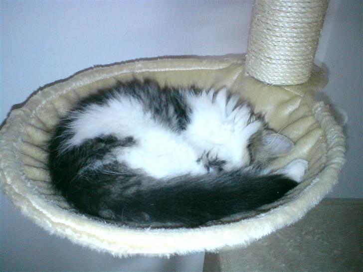 Blanding af racer Felix - Den bedste plads i hele huset, her sover jeg meget :) billede 4