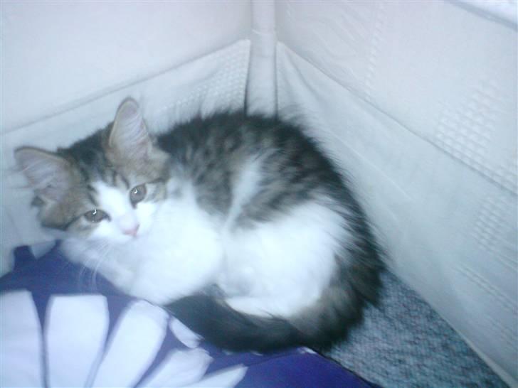 Blanding af racer Felix billede 5