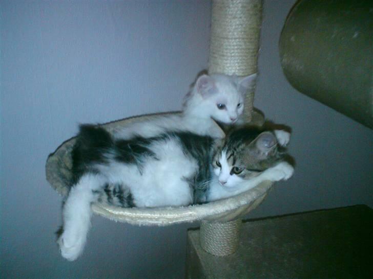 Blanding af racer Felix - Ej Ditlev, vil du godt gå det er min plads ;) billede 6