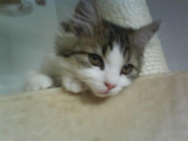 Blanding af racer Felix - Er jeg ikke dejlig? billede 7