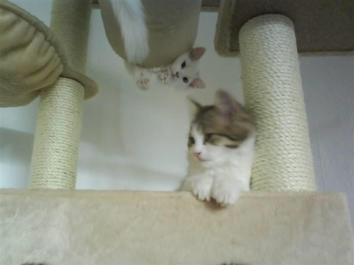 Blanding af racer Felix billede 8