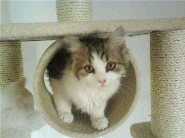 Blanding af racer Felix - Halløj :) billede 9