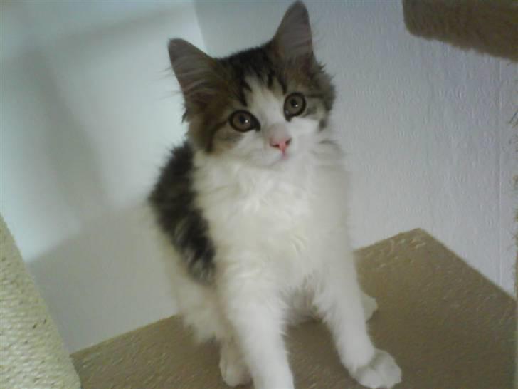 Blanding af racer Felix billede 10