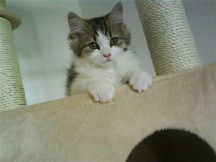 Blanding af racer Felix billede 11