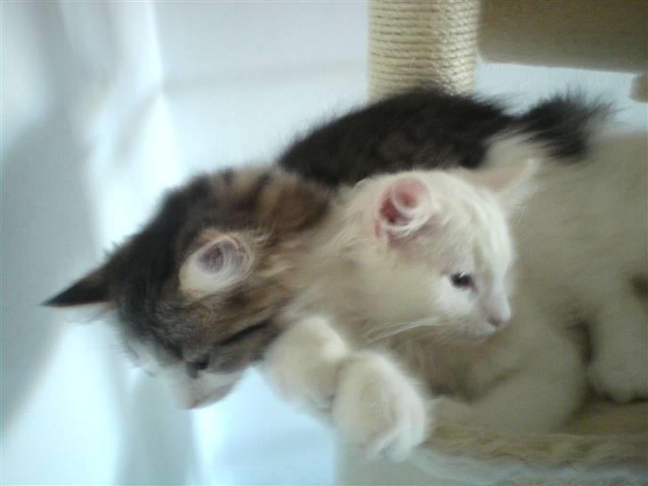 Blanding af racer Felix billede 12