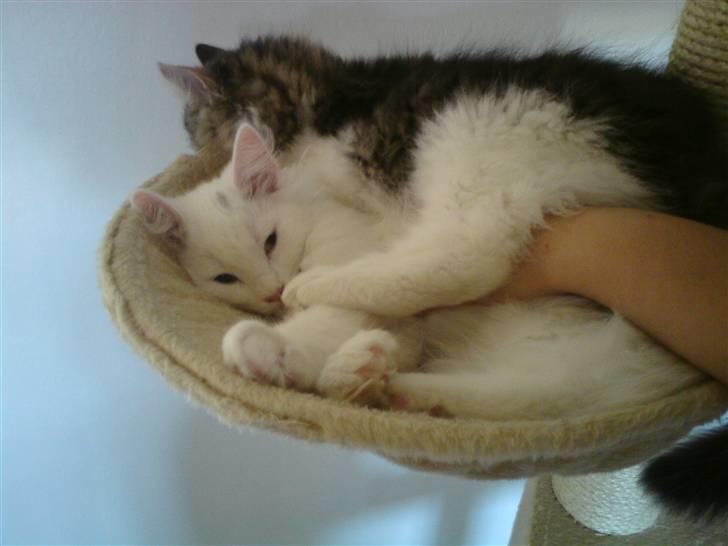 Blanding af racer Felix - Ditlev bliver ved med at tage min plads og så kæler mor med ham, så  jeg vil da også være med :) billede 13