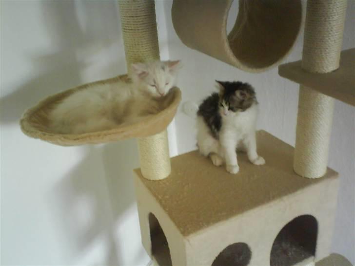 Blanding af racer Felix billede 14