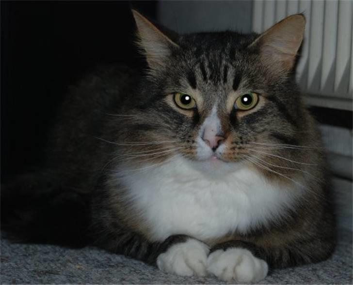 Blanding af racer Ozzi †R.I.P† billede 18