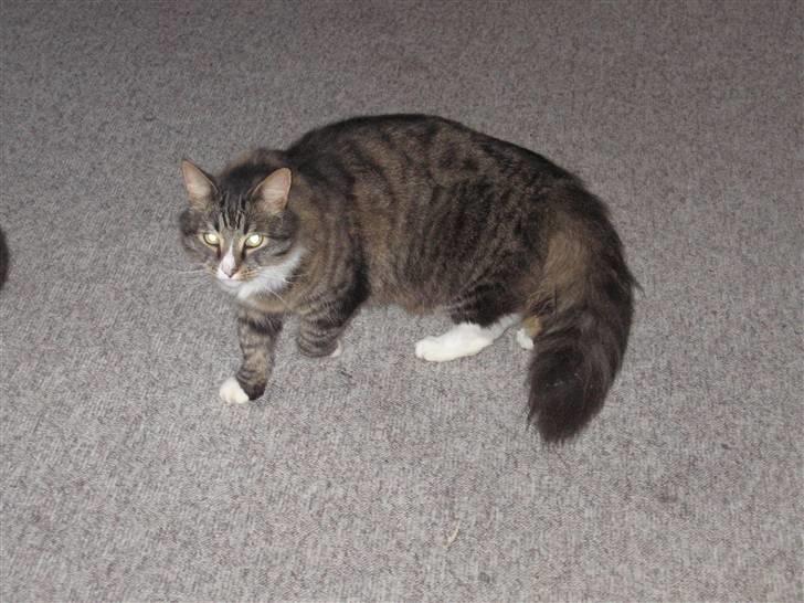 Blanding af racer Ozzi †R.I.P† billede 19