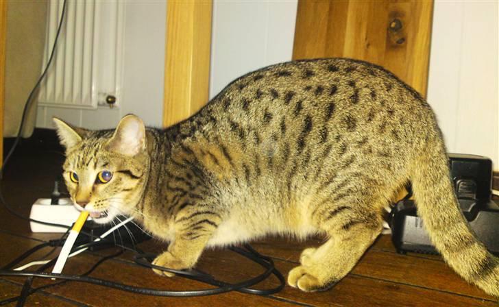 Bengal Blanding Miss MacyTILSALG - Hmm.. rygning kan dræbe, Macy ! billede 13