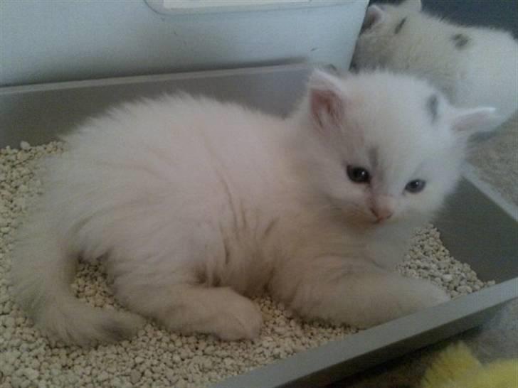 Blanding af racer Ditlev - Stadig i trygge rammer hjemme ved missemor :) billede 1