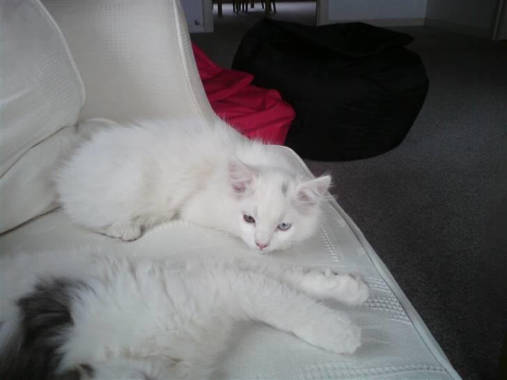 Blanding af racer Ditlev - Er meget usikker og vil ikke snakke med min nye mor :S billede 2