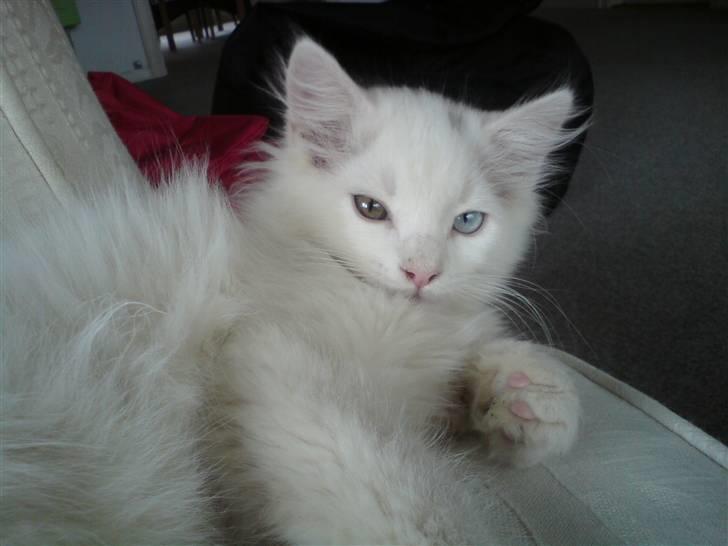 Blanding af racer Ditlev - Men jeg vil da gerne tages billed af :) billede 3