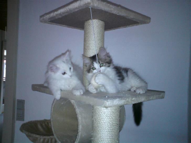 Blanding af racer Ditlev - Hvor vi hygger på det store kradsetræ :) billede 4