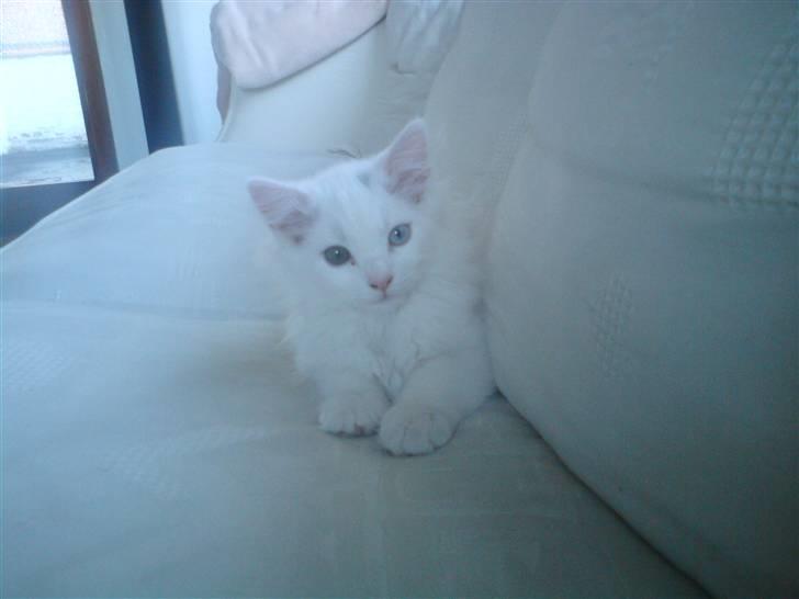 Blanding af racer Ditlev - Er jeg ikke bare dejlig? billede 5