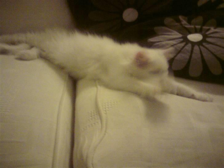 Blanding af racer Ditlev - Jeg sover :) billede 6