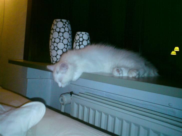 Blanding af racer Ditlev - Her sover man da godt :) billede 7