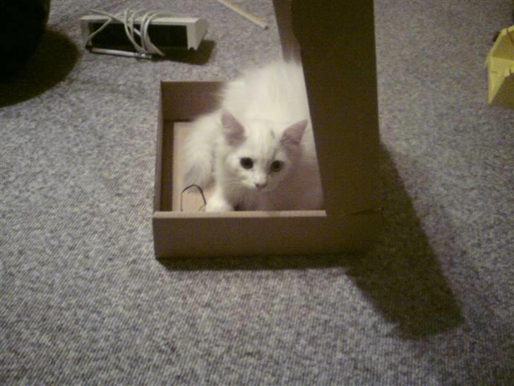 Blanding af racer Ditlev - Den er godt nok spændende den her kasse :) billede 8