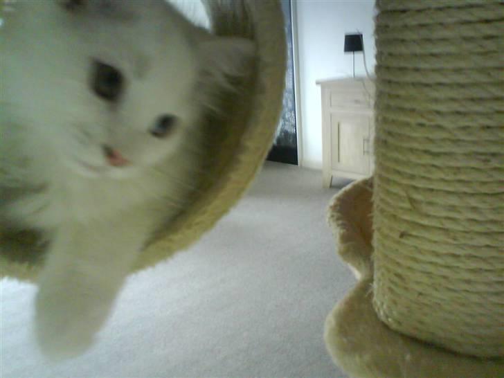 Blanding af racer Ditlev - Halløj :) billede 9