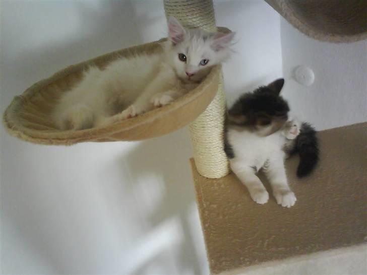 Blanding af racer Ditlev - Endelig fik jeg lov til at ligge i køjen :) billede 10