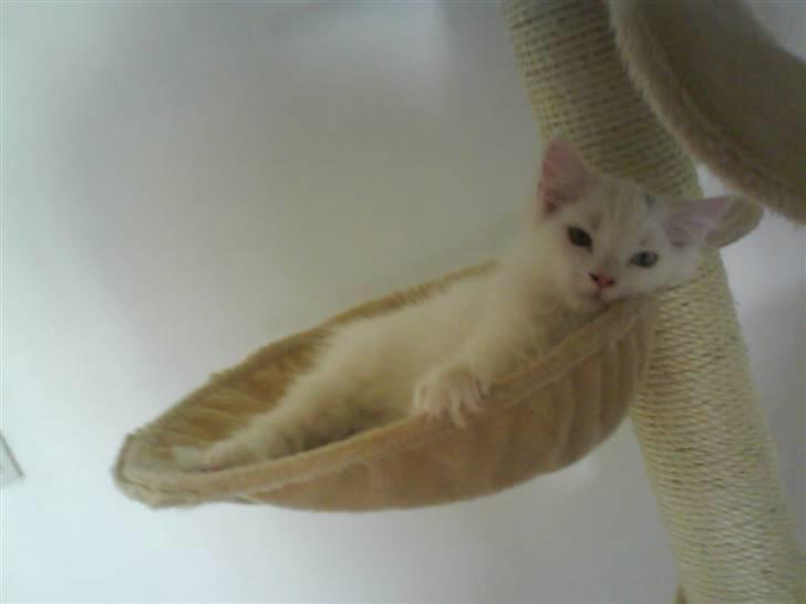 Blanding af racer Ditlev - Jeg nyder freden :) men gad vide om Felix ikke snart kommer og smider mig ud igen :( billede 11