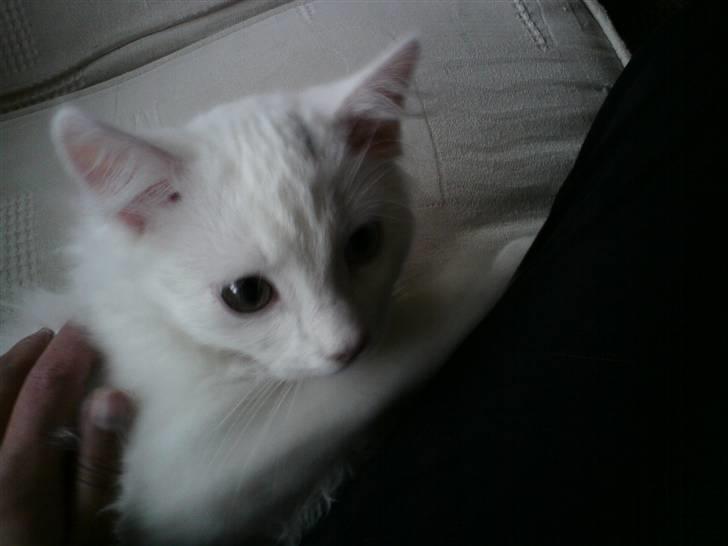 Blanding af racer Ditlev billede 12