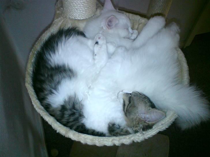 Blanding af racer Ditlev - Nej, han lagde sig bare ovenpå ;) billede 13