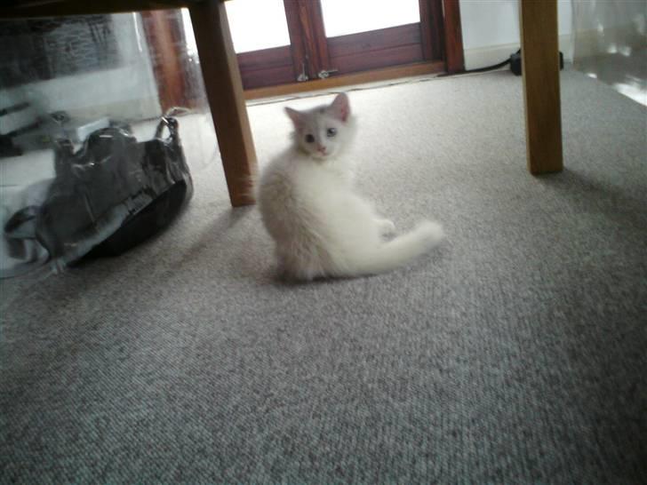 Blanding af racer Ditlev billede 14