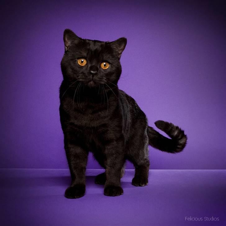 British Shorthair DK Kjätta's Prins Erik billede 1