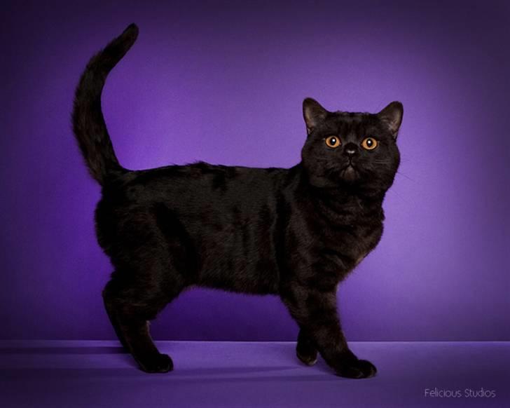 British Shorthair DK Kjätta's Prins Erik billede 2