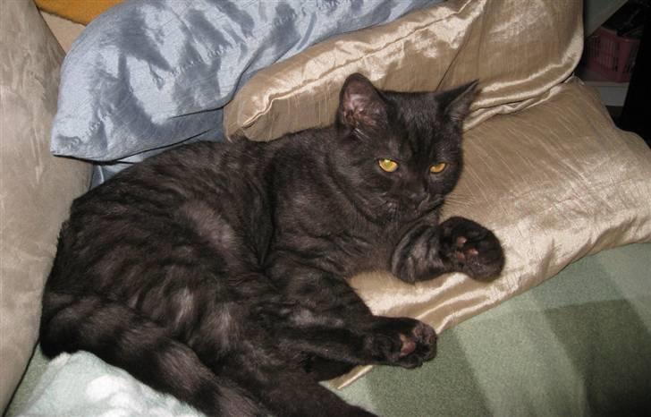 British Shorthair DK Kjätta's Prins Erik billede 3