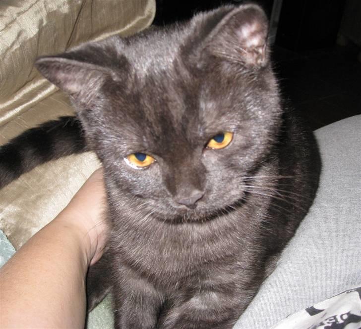 British Shorthair DK Kjätta's Prins Erik billede 4