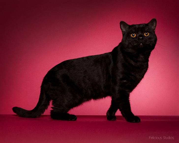 British Shorthair DK Kjätta's Prins Erik billede 5