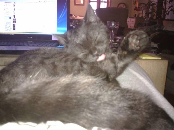 British Shorthair DK Kjätta's Prins Erik billede 6