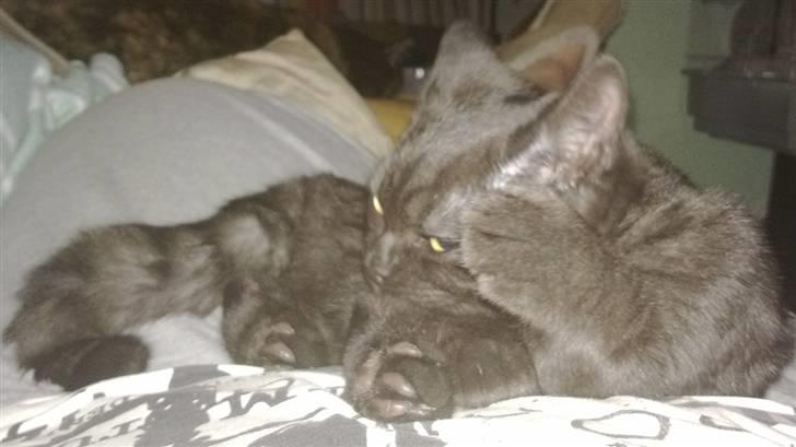 British Shorthair DK Kjätta's Prins Erik billede 7