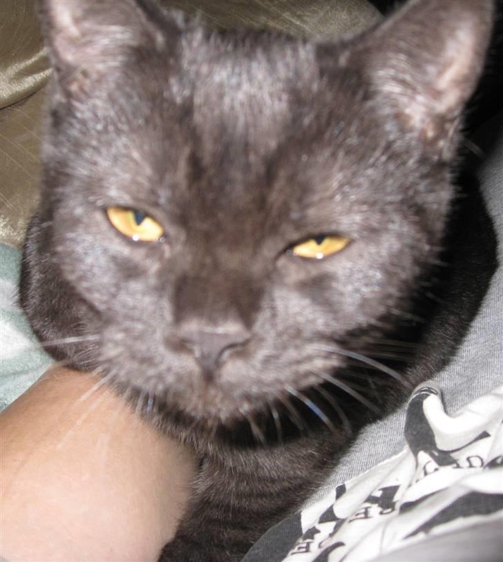 British Shorthair DK Kjätta's Prins Erik billede 8