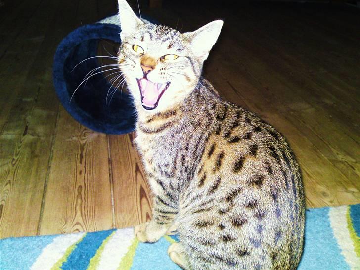 Bengal Blanding Miss MacyTILSALG billede 14