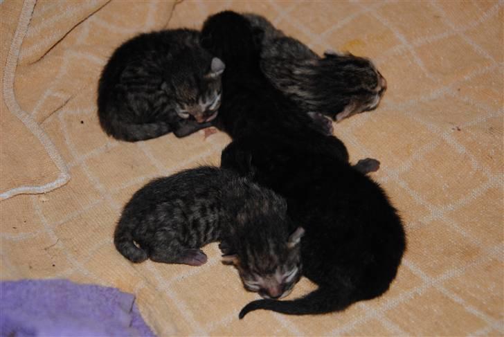 Bengal Blanding Miss MacyTILSALG - Macys killinger 1sort 1sort med striber/pletter, og tre plettede, faren er halv bengal lige sóm macy billede 15