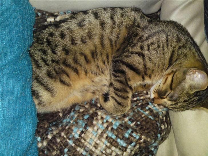 Bengal Blanding Miss MacyTILSALG billede 16