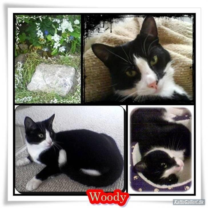 Huskat Woody † - Et billede steffani A - er rigtig glad for det<3 Tak steffani billede 8