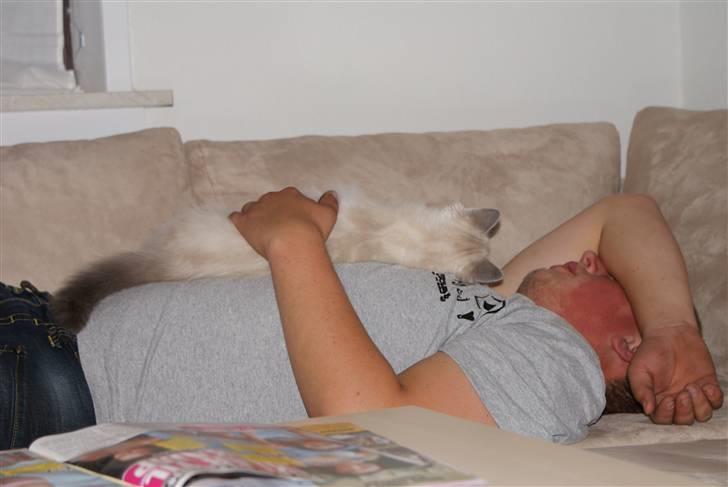 Hellig Birma Miss Malibu - Malibu og kæresten flader ud på sofaen. Mine to skatter<3! billede 12