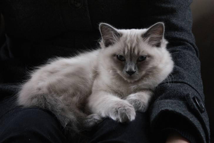 Hellig Birma Miss Malibu billede 13