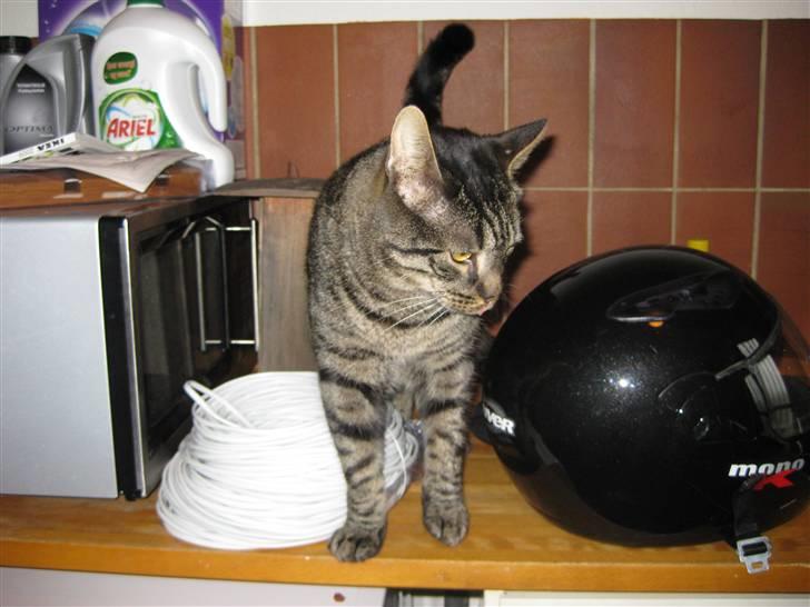 Huskat buller billede 12