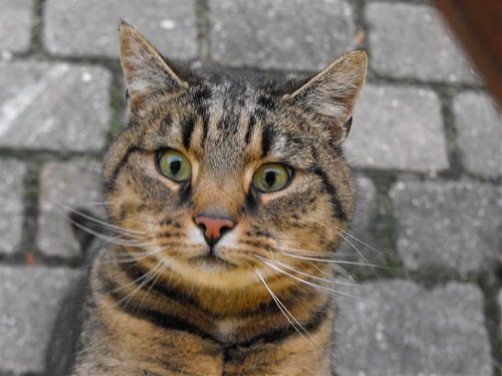 Huskat Hanibal billede 1