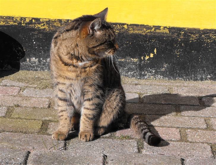 Huskat Hanibal billede 2