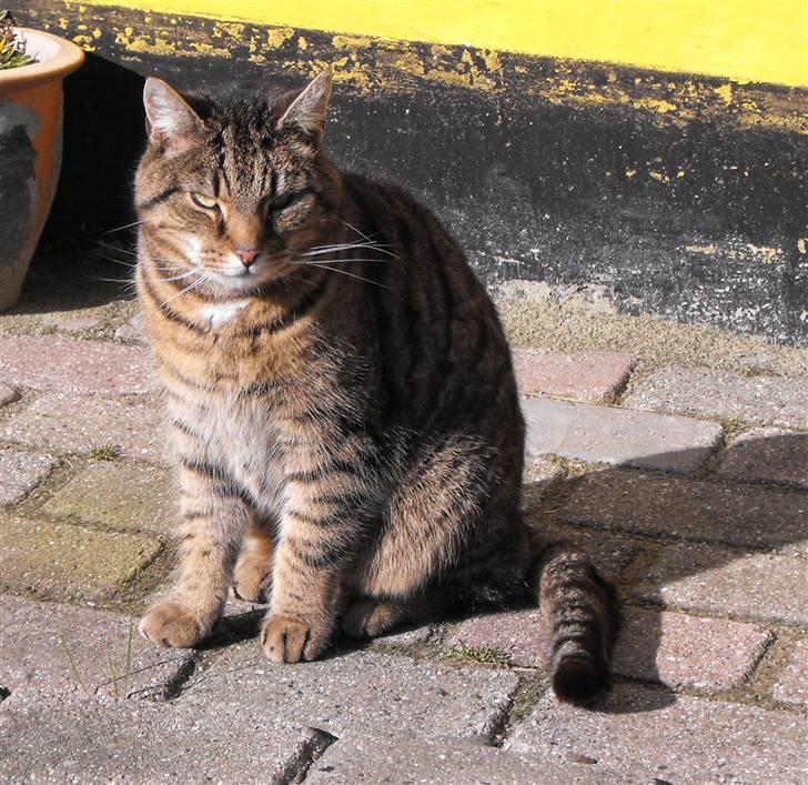 Huskat Hanibal billede 3