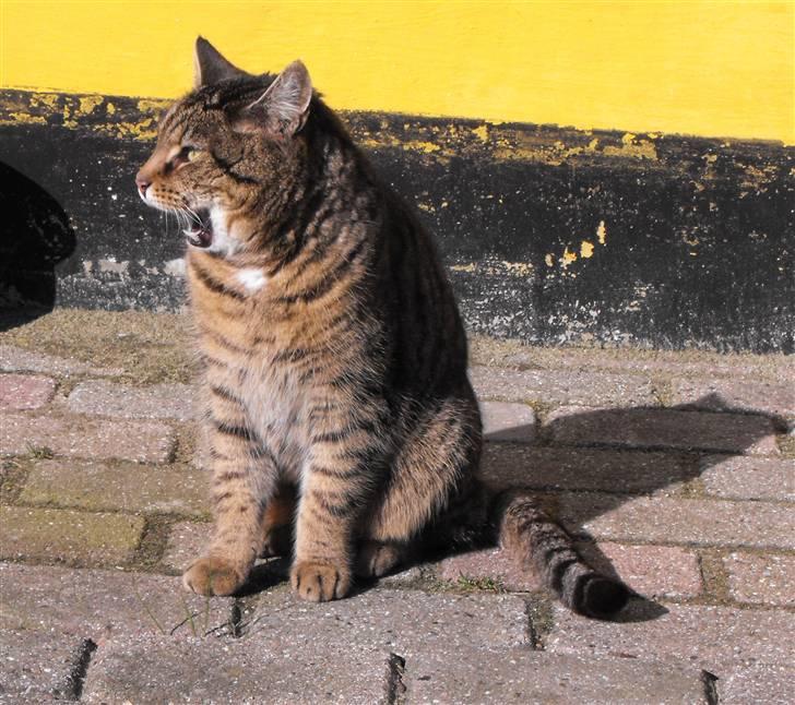 Huskat Hanibal billede 4